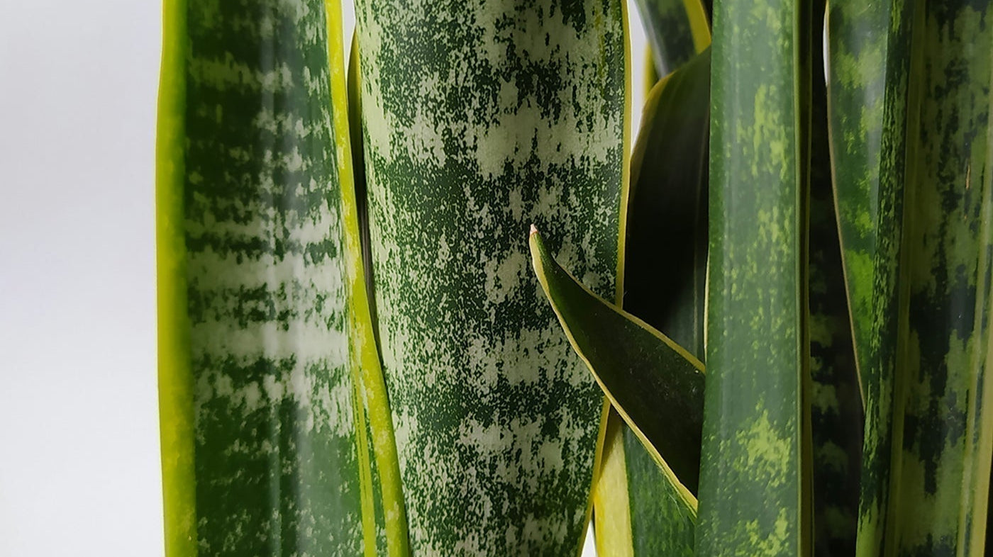 Sansevieria Plant Care: The Thor of Houseplants