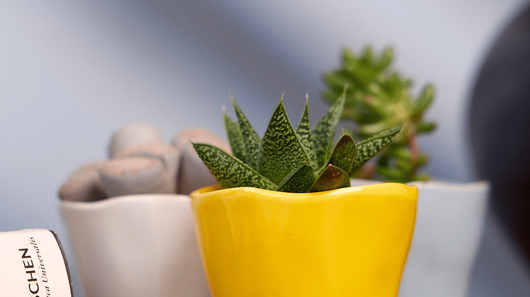The Best Indoor Plant Pots - Chive Ceramics Studio