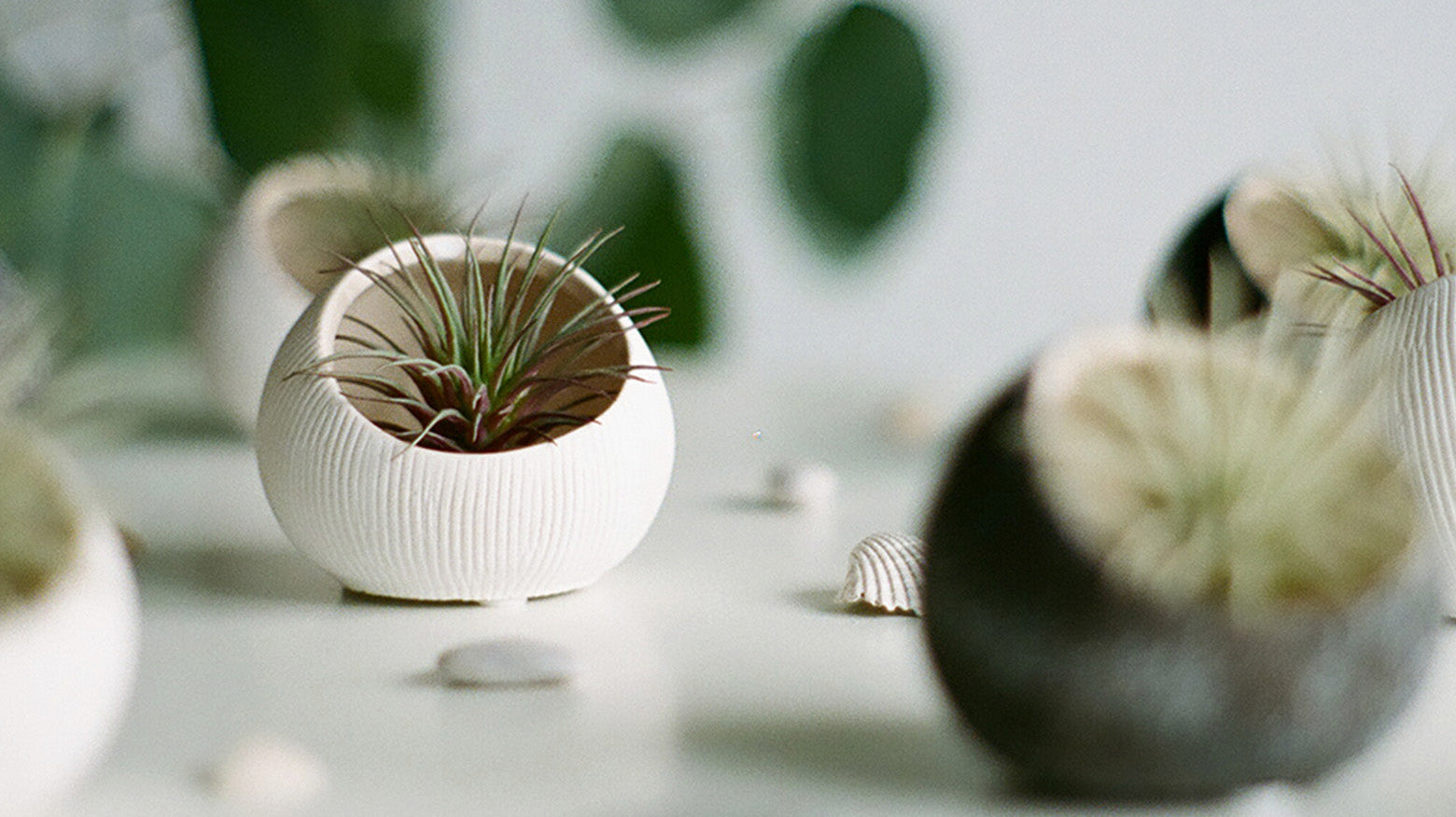 A styled arrangement of small ceramic terrariums styled with air plants by Chive Studio.