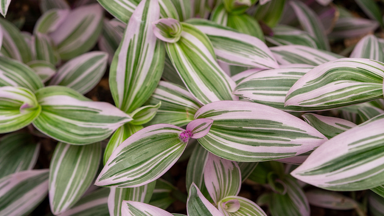 Close-up of Tradescantia plant showing green and purple leaves — Chive Studio