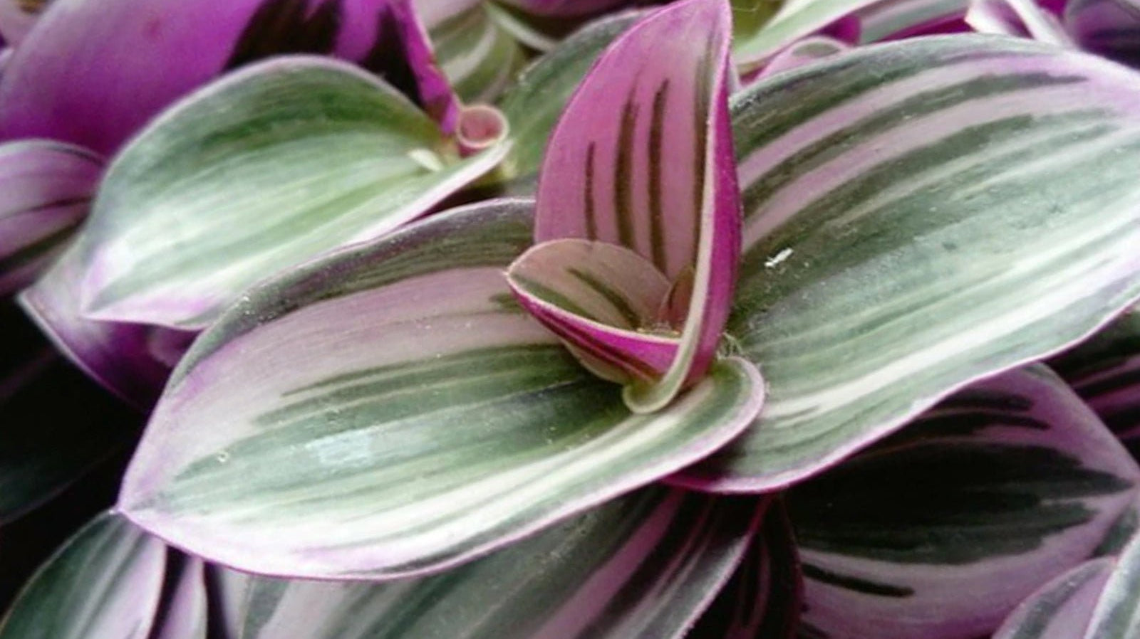 Tradescantia - Chive Ceramics Studio