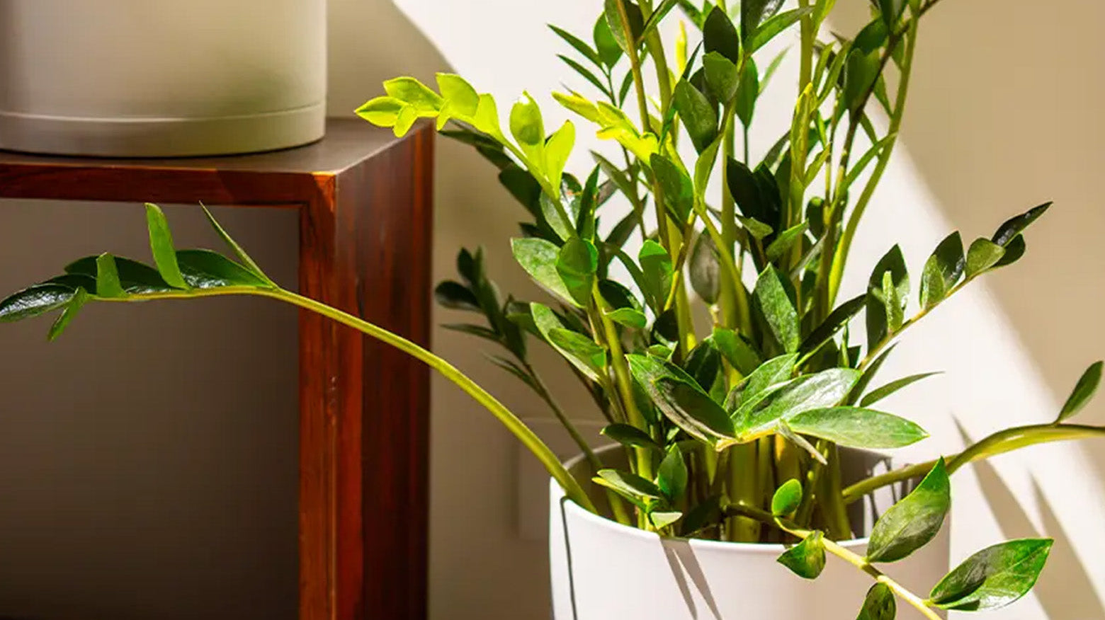 ZZ Plant Care: The Ultimate Low Light Plant, Chive Studio