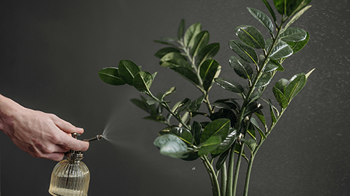 ZZ Plant Care: The Ultimate Low Light Plant, Chive Studio