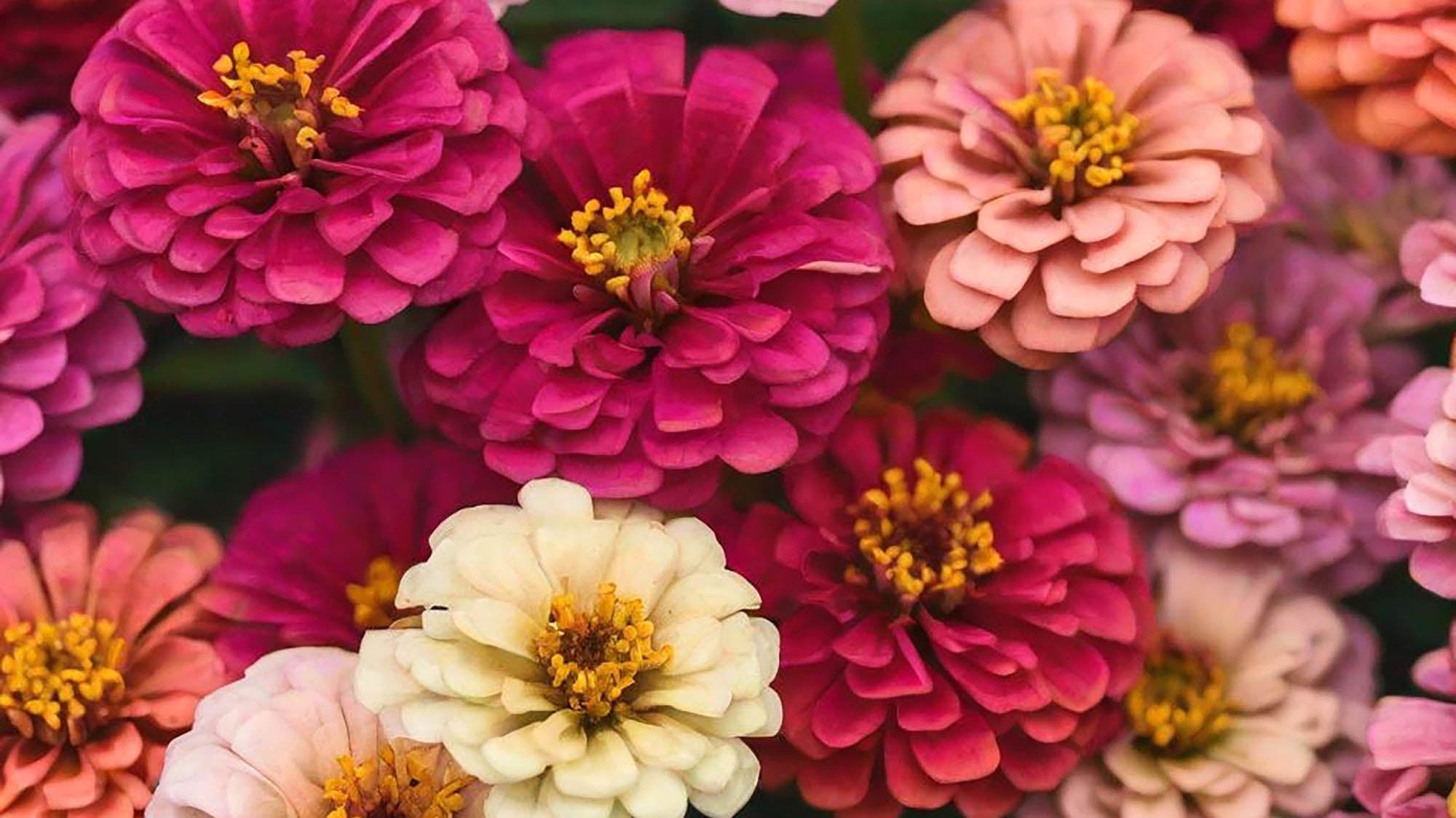 Growing Zinnias: Essential Care Guide - Chive Ceramics Studio