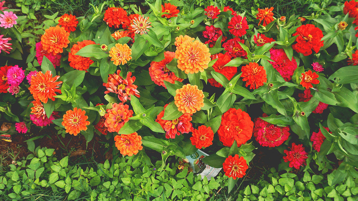 Growing Zinnias: Essential Care Guide - Chive Studio