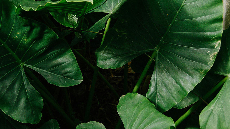 Alocasia Plant Care: The Complete Guide