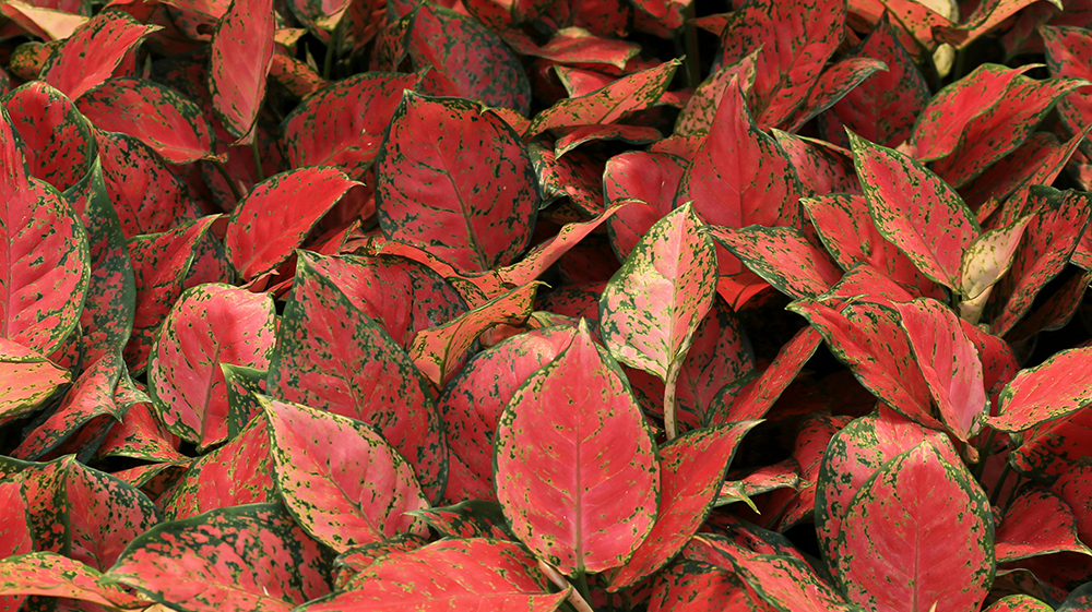 Aglaonema Plant Care: The Complete Guide