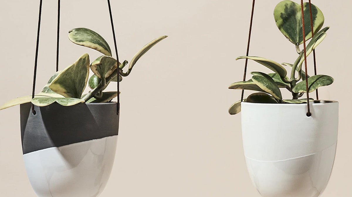 Hanging Plants Indoor: The Complete Guide, Chive Studio