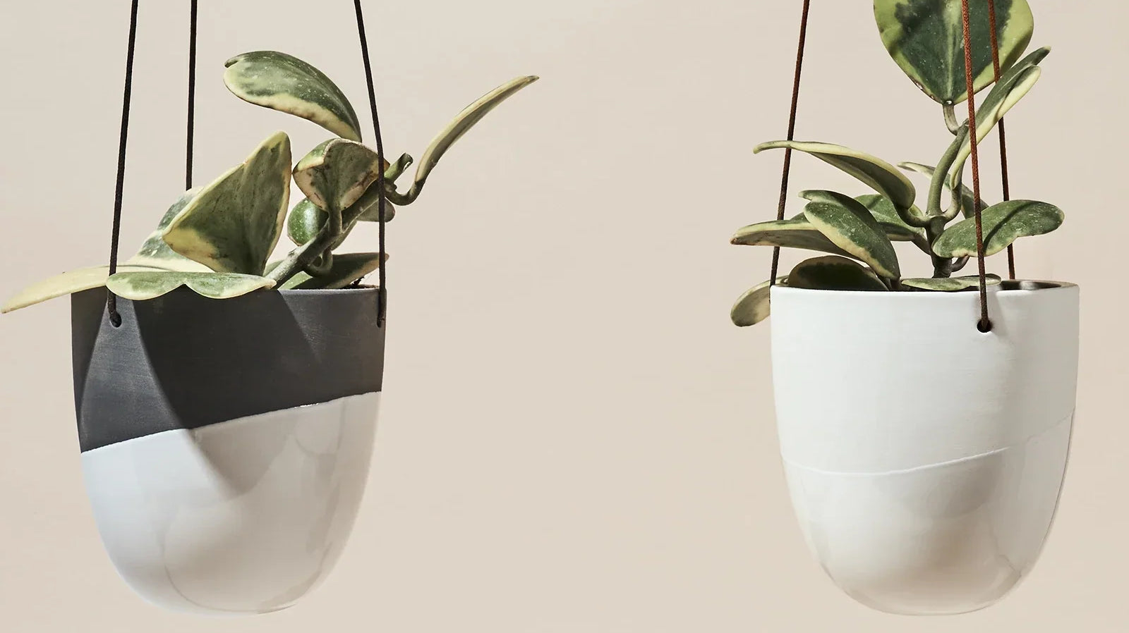Hanging Plants Indoor: The Complete Guide, Chive Studio, Toronto