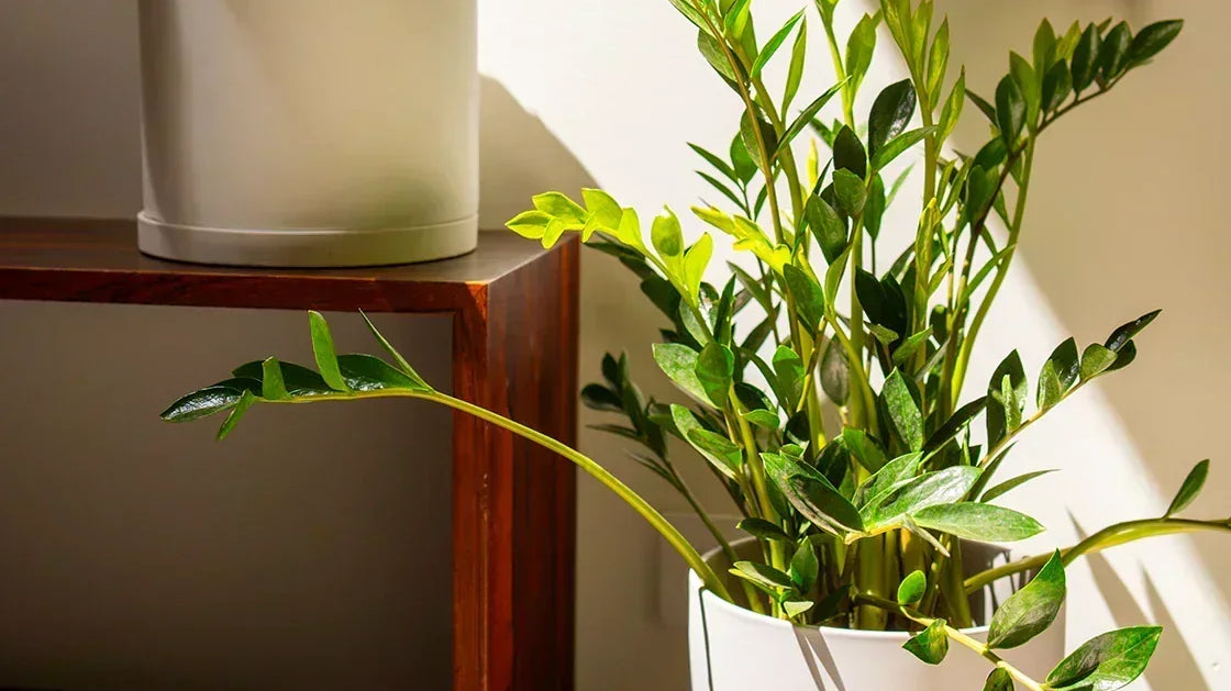 ZZ Plant Care: The Ultimate Low Light Plant, Chive Studio