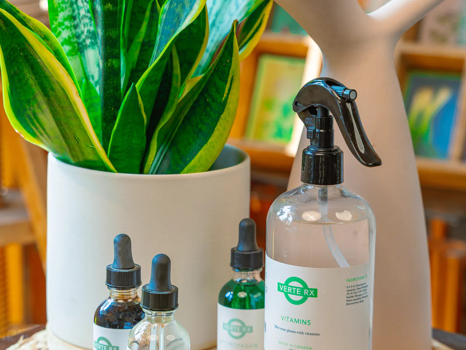 How Often to Fertilize Houseplants - Chive Studio