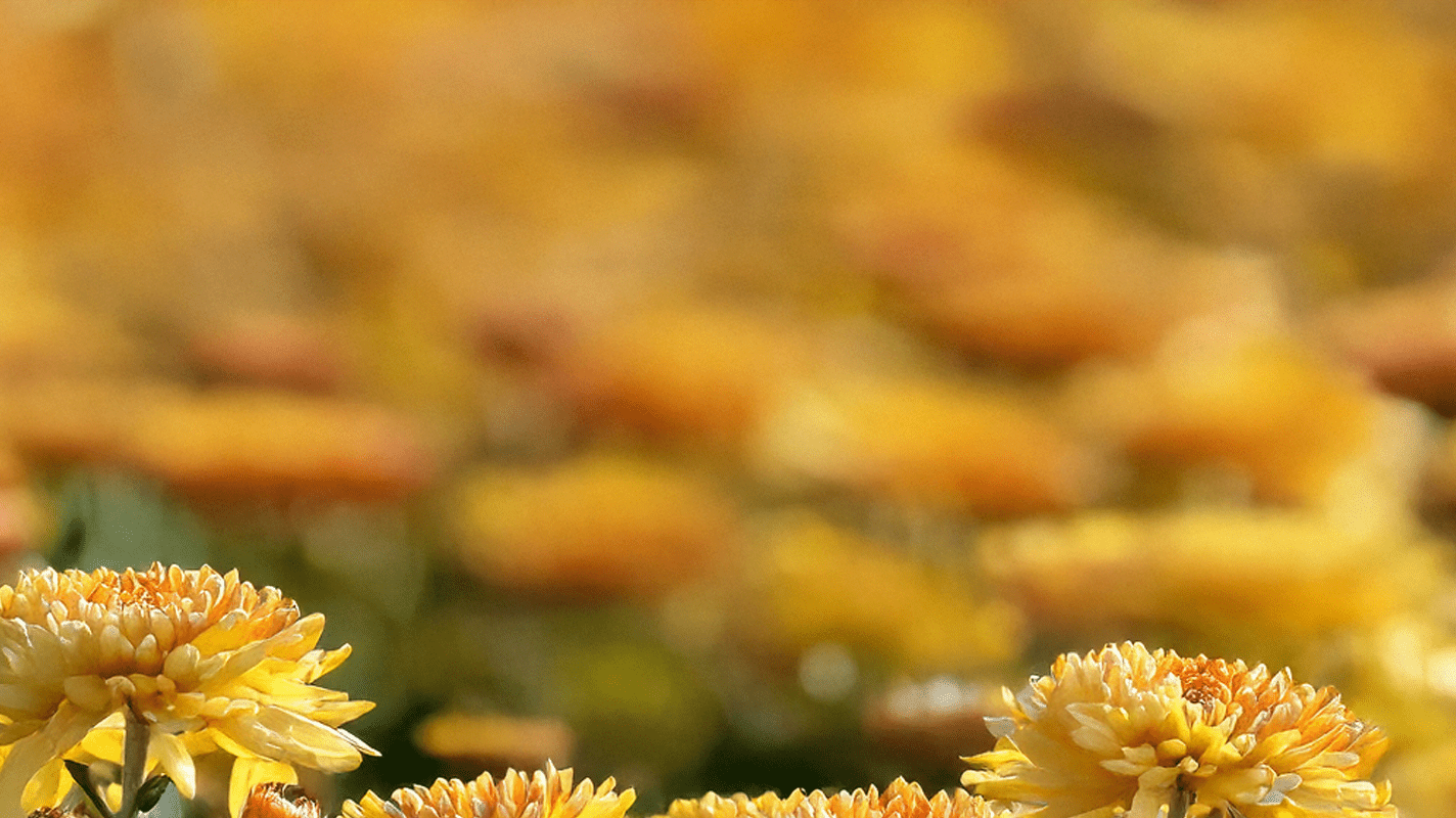 What is My Birth Flower: November - Chive Ceramics Studio