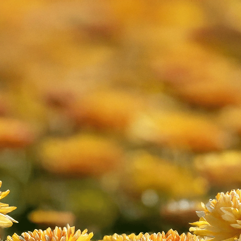 What is My Birth Flower: November - Chive Ceramics Studio