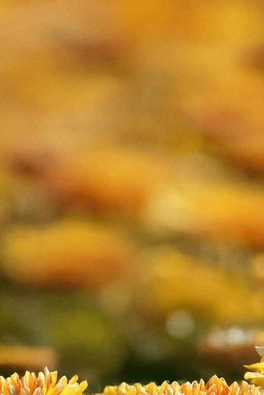 What is My Birth Flower: November - Chive Ceramics Studio