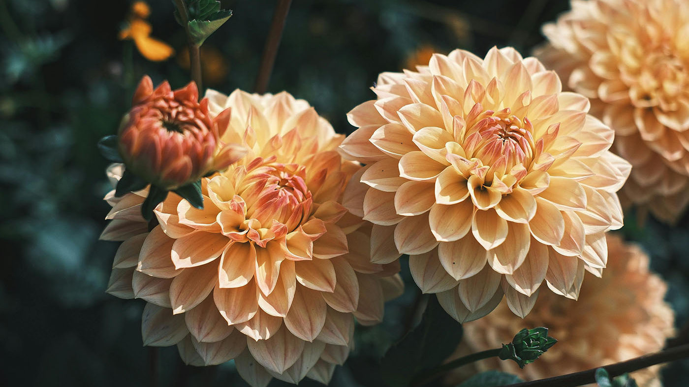 How to grow dahlias from seeds - Chive Studio