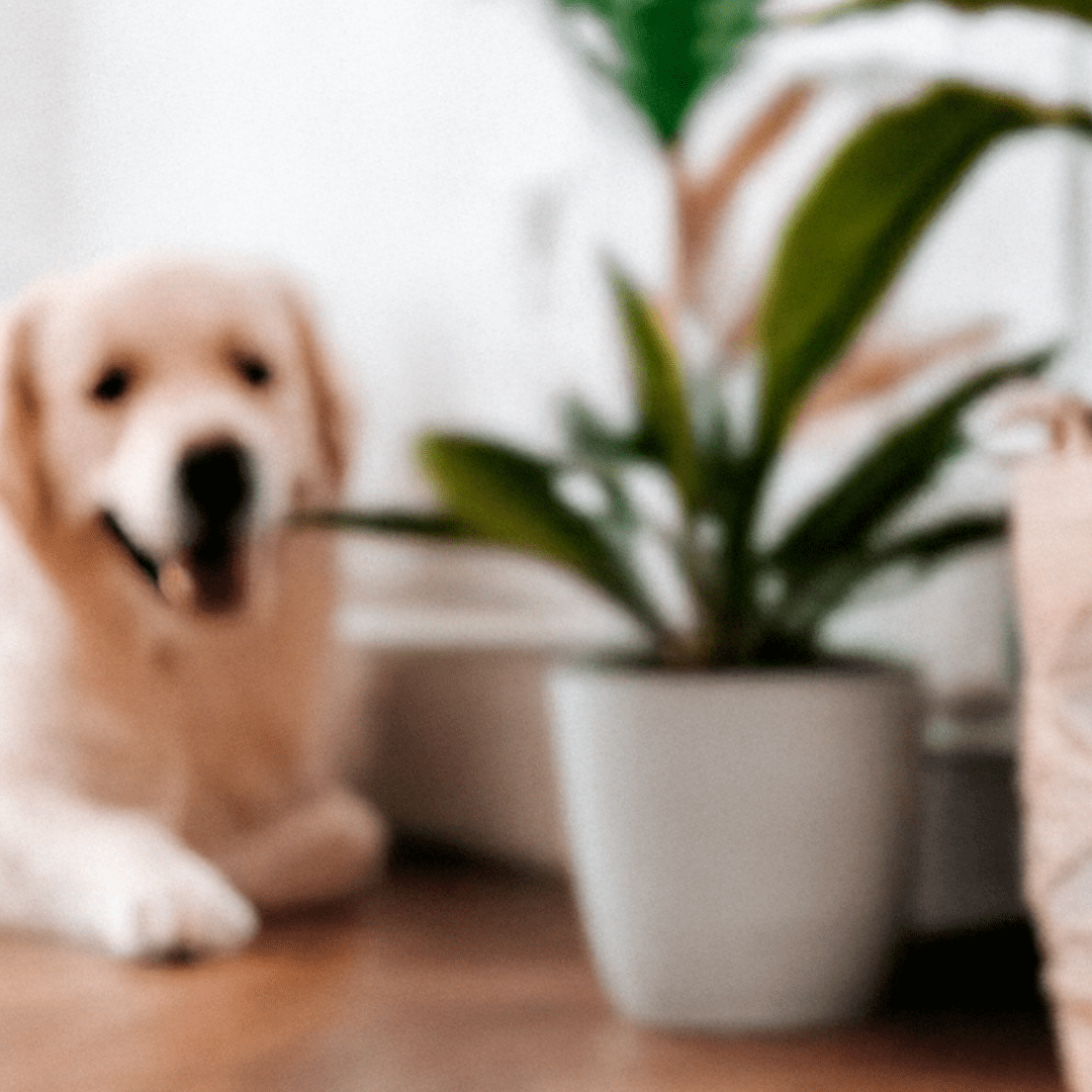 Pet Friendly Plants - Chive Ceramics Studio