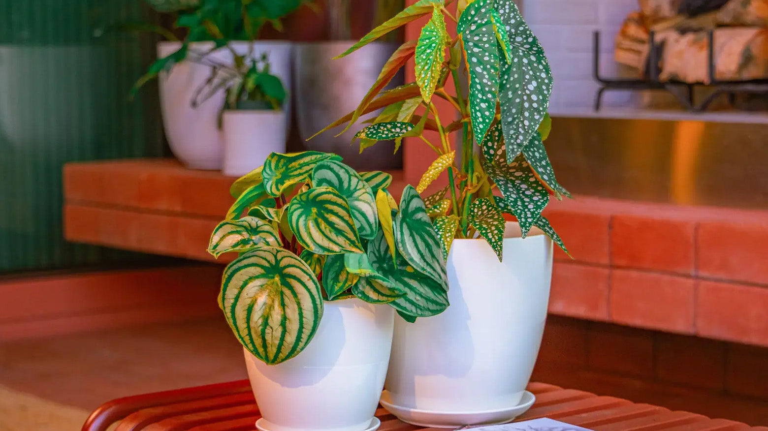 Two chive large ceramic white Dyad plant pots styled with green houseplants on a red bench on a balcony with red bricks.