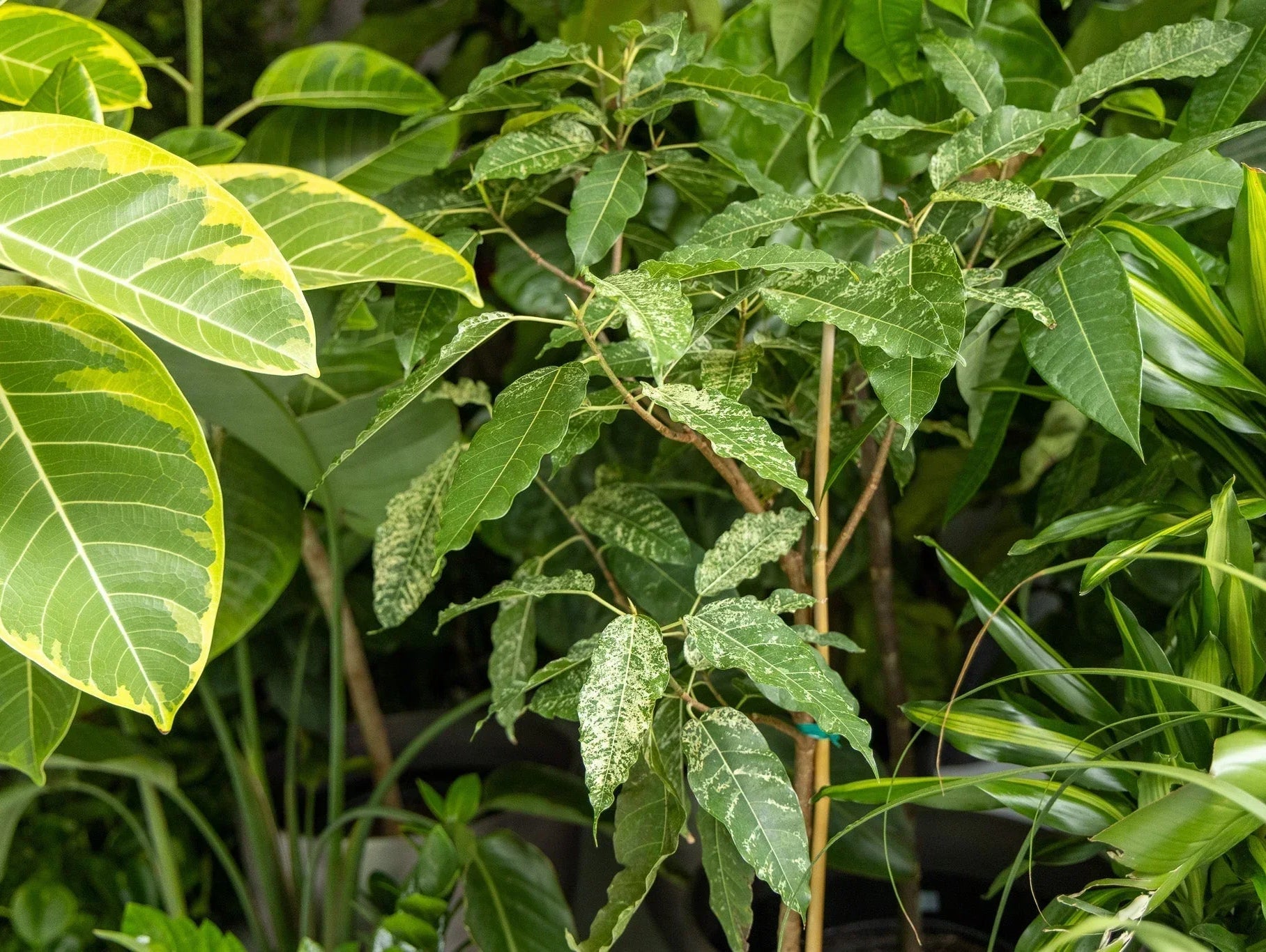 Large Plants That Thrive in Low Light - Chive Ceramics Studio