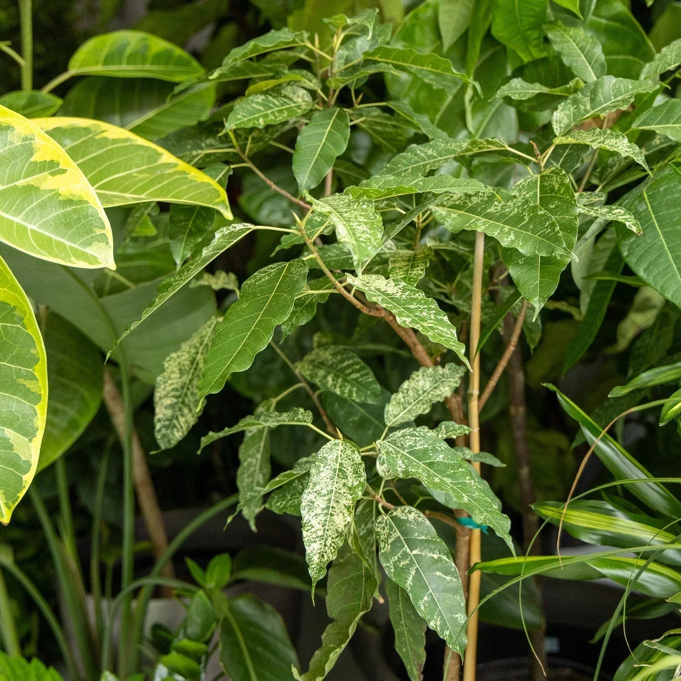 Large Plants That Thrive in Low Light - Chive Ceramics Studio