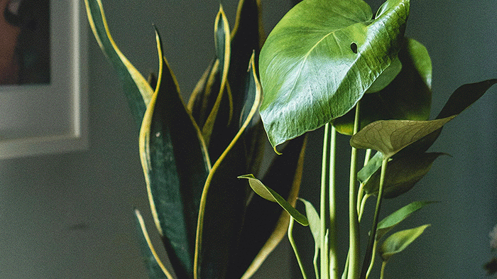 Low Light Indoor Plants: What Actually Survives