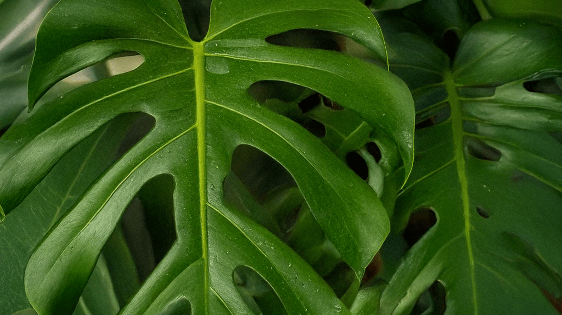 Monstera Varieties 101 - Chive Ceramics Studio