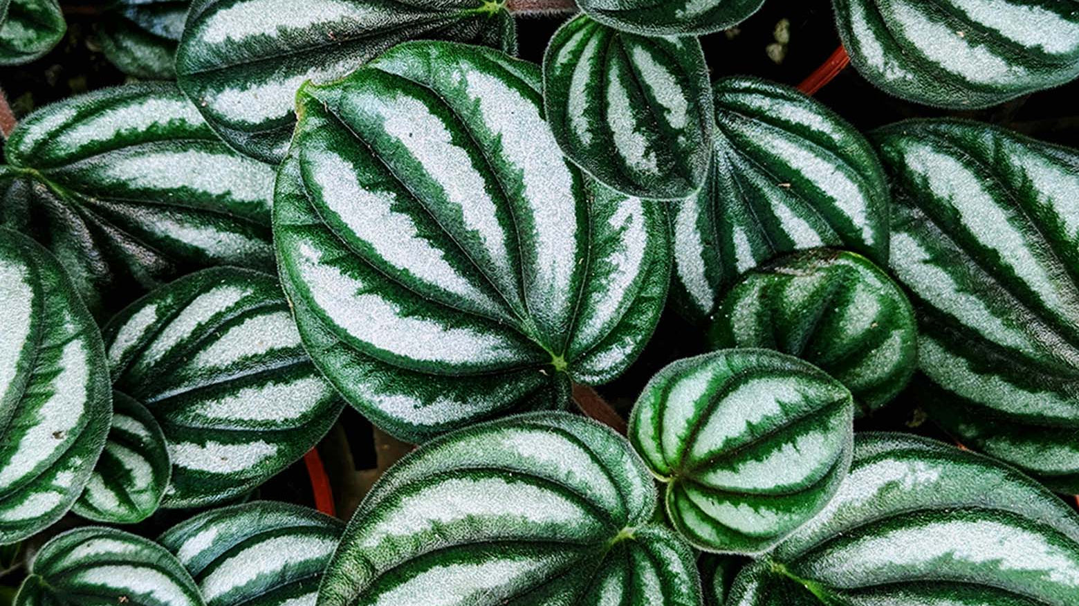 Close-up of green and white striped Peperomia leaves - Chive Studio
