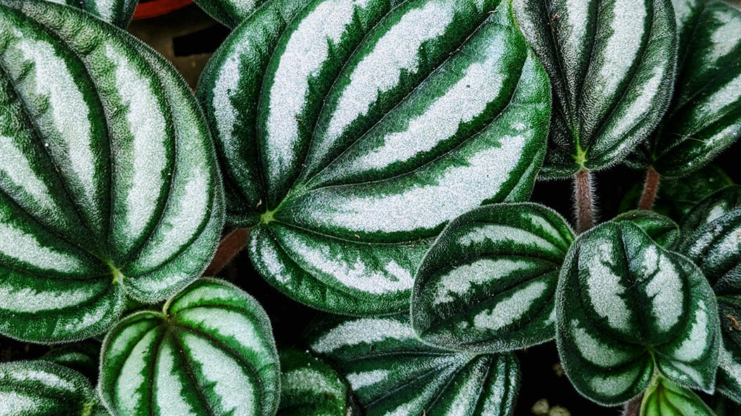 Peperomia Plant Care: The Generous Houseplant