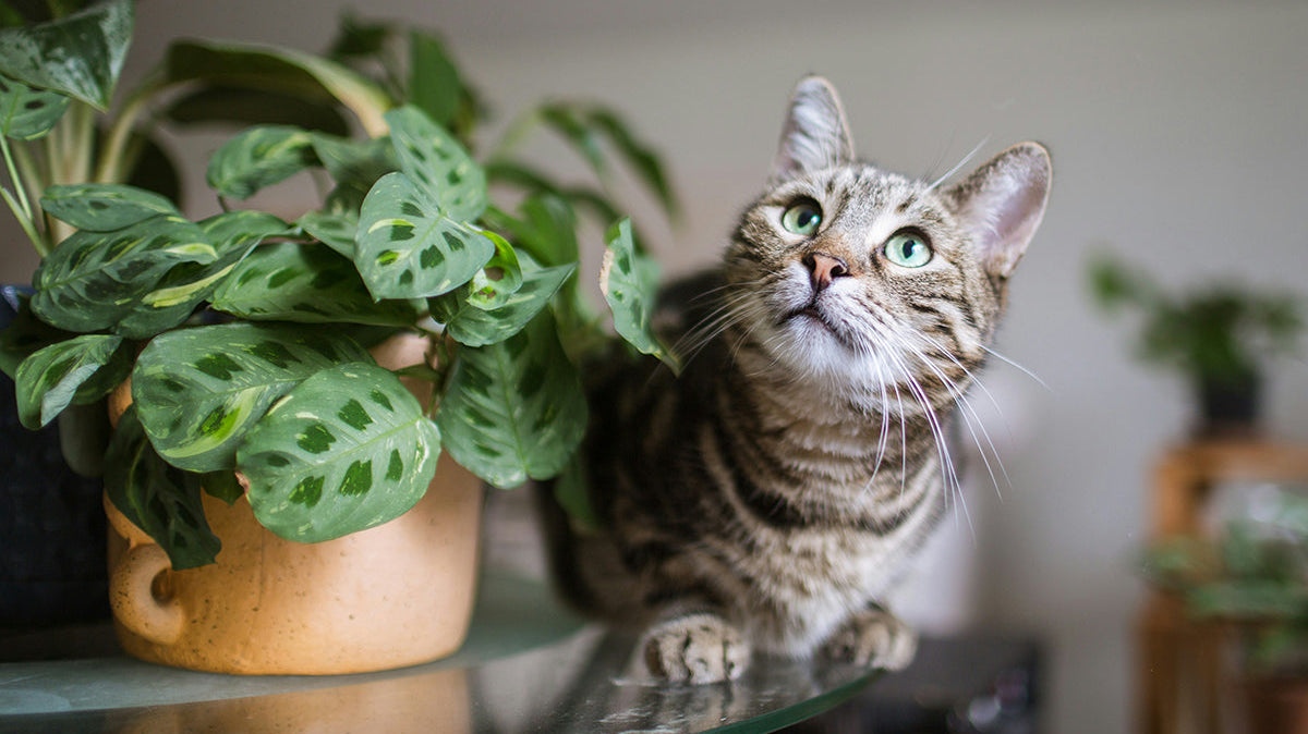Non Toxic Plants for Cats: The Complete Guide