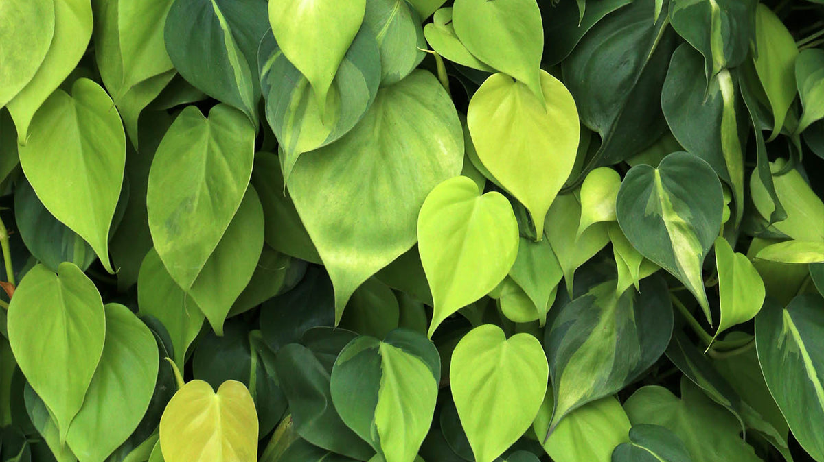 Close-up of lush green heartleaf philodendron leaves.