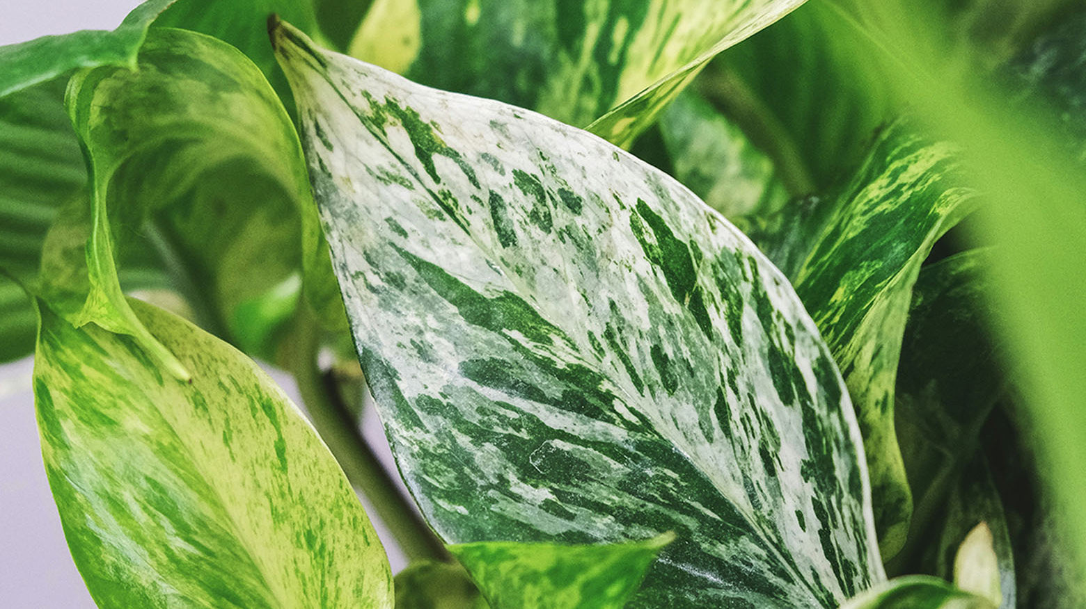 Close-up of a green and white marbled pothos plant - Chive Studio