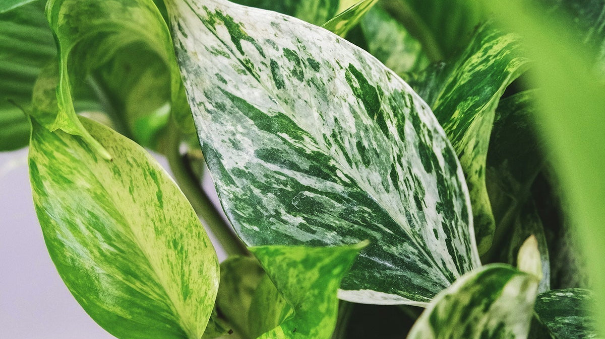 Pothos Plant Care: The Perfect Beginner Plant