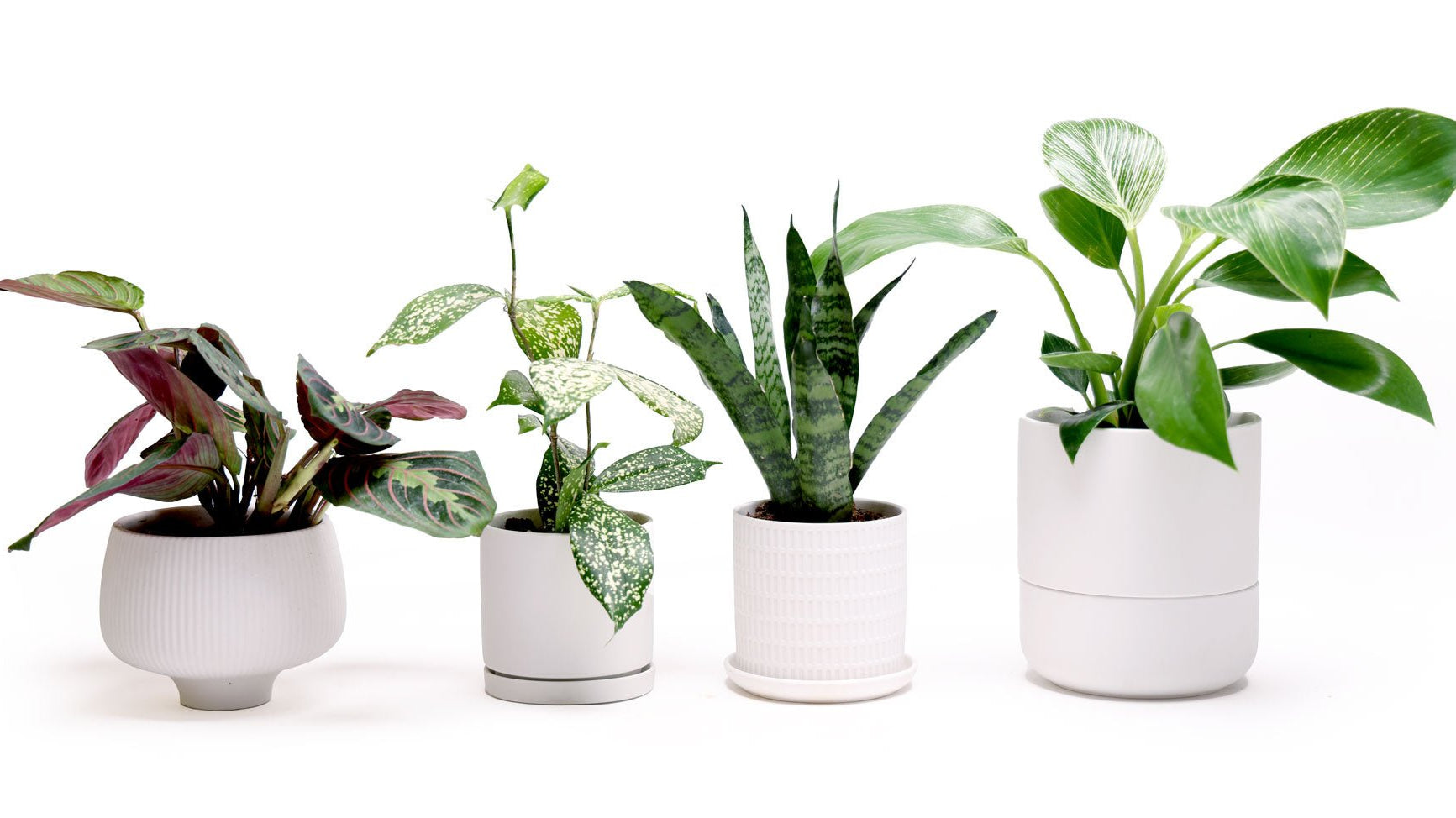 Best Planters for Indoor Plants: Because Your Leafy Friends Deserve Better Than a Coffee Can - Chive Ceramics Studio