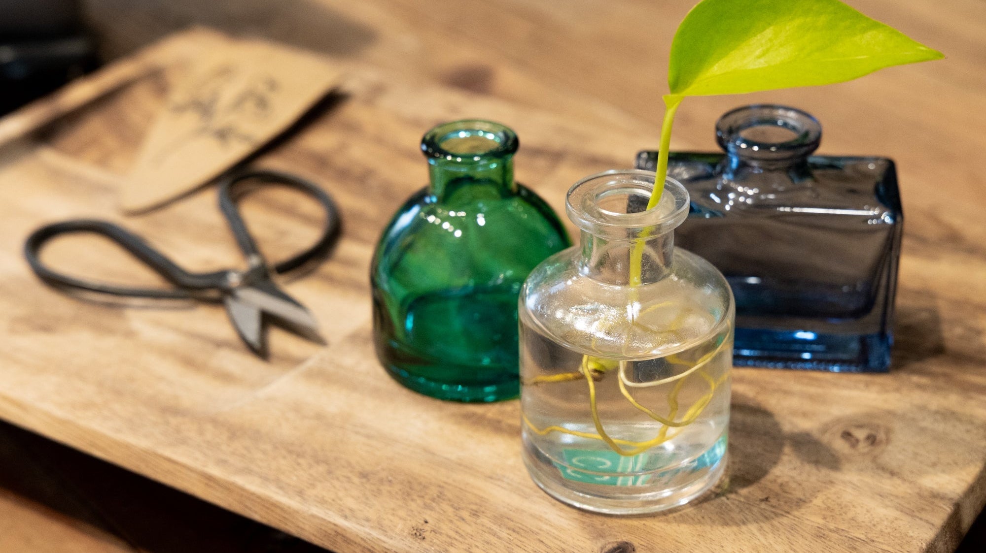 Plant Propagation Made Simple - Chive Ceramics Studio