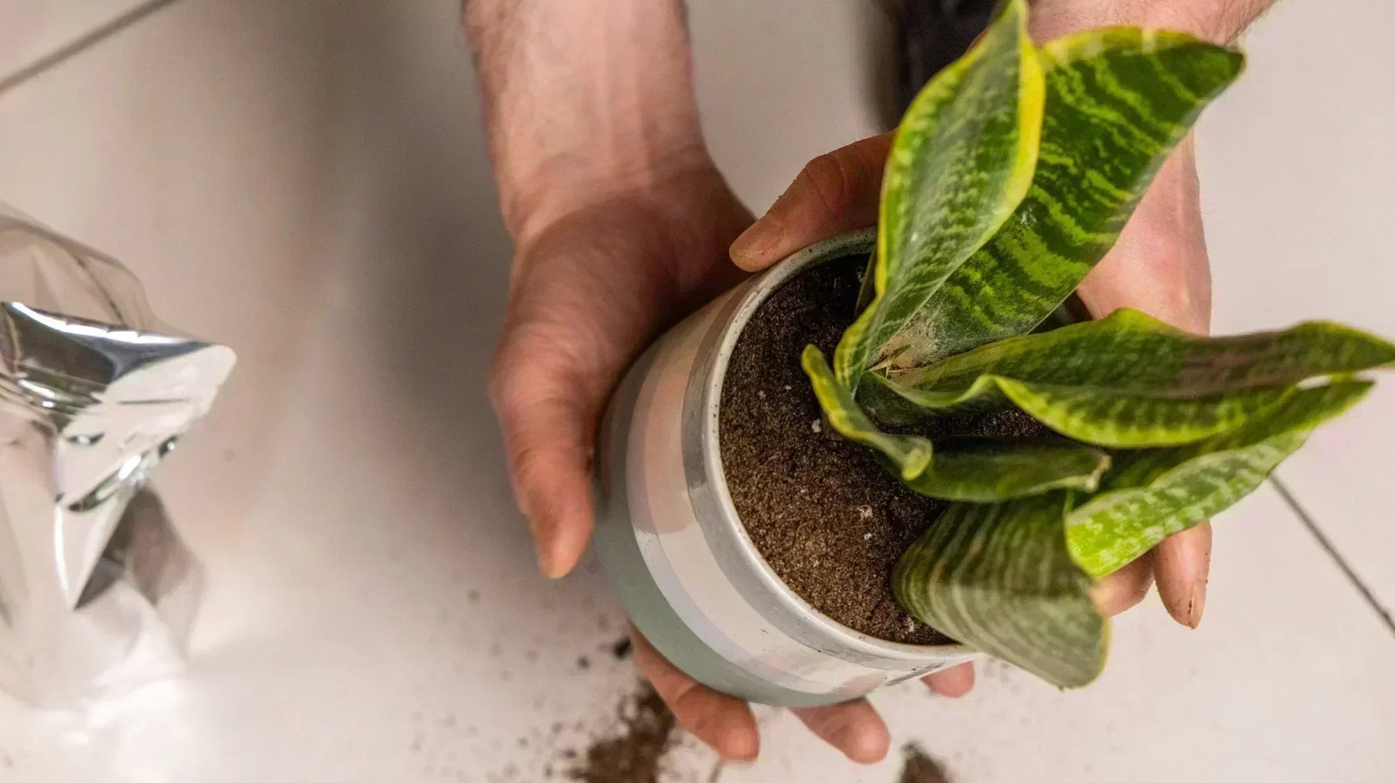 How to Repot a Plant: The Dirty Truth About Fresh Starts - Chive Ceramics Studio
