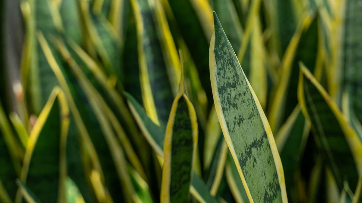 Close-up of a snake plant with upright, sword-like leaves featuring a variegated pattern of dark green, yellow, and cream.