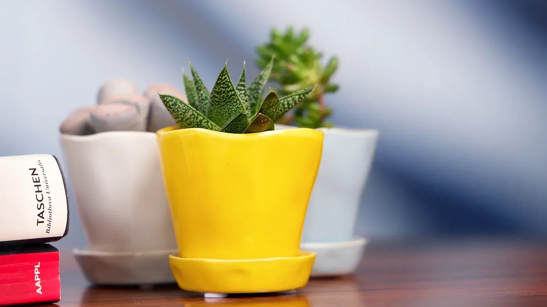 The Best Indoor Plant Pots - Chive Ceramics Studio