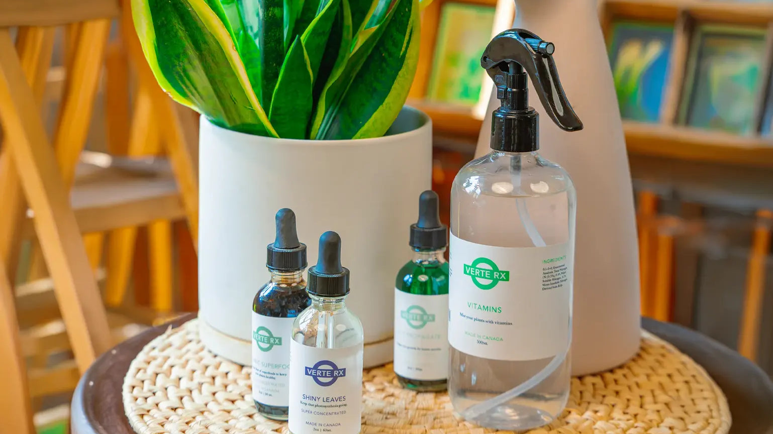 How Often to Fertilize Houseplants - Chive Studio