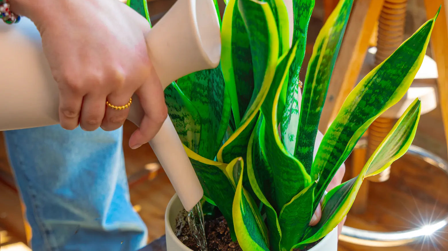 A close-up of a person watering a green snake plant in a white pot with a Chive Jessie white watering can in a warm indoor setting.