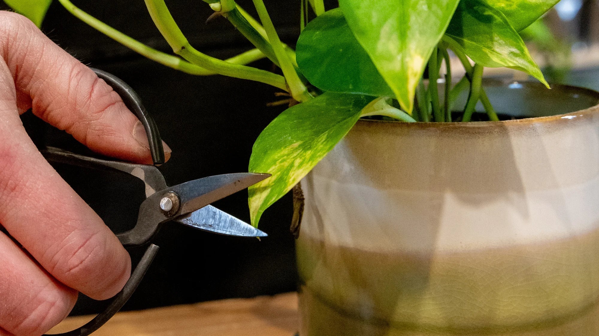 Pruning Leaves: The Subtle Art of Plant Haircuts - Chive Ceramics Studio