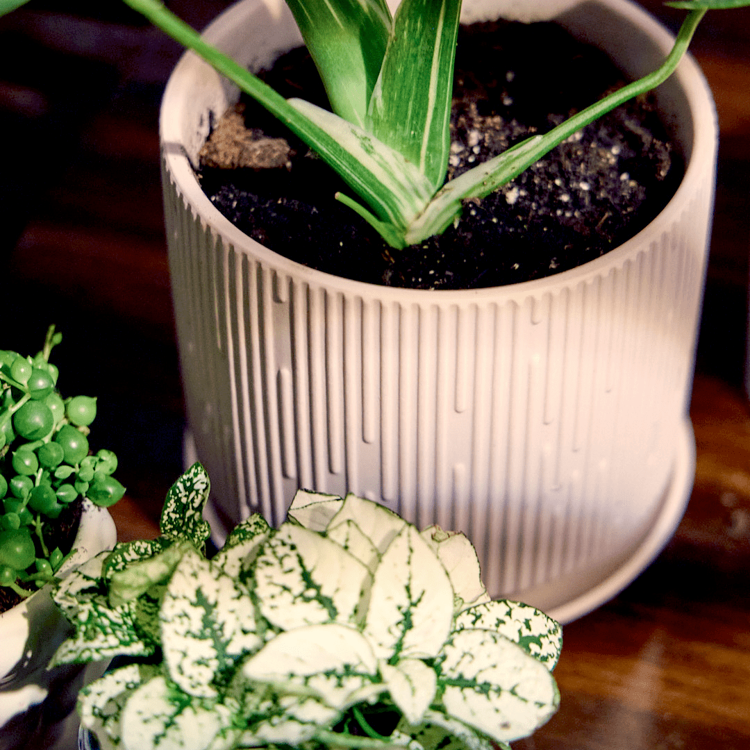 Indoor Plant Ceramic Pots With Drainage Hole And Saucer - Chive Ceramics Studio