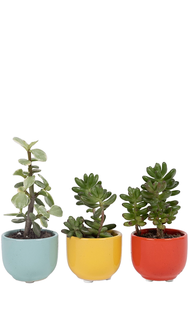 Multicolour Ceramic for Weddings - Succulent Cup - handmade by Chive Studio Toronto