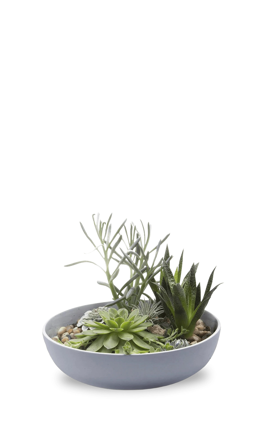 Blue Grey Porcelain Succulent Garden Dish - Moog - handmade by Chive Studio Toronto