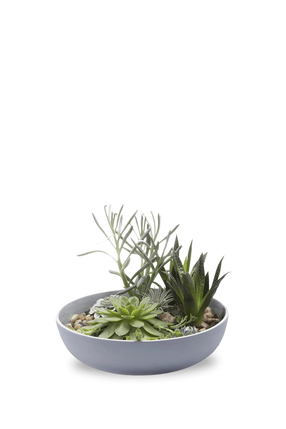 Peacock Green Succulent garden Dish - Moog - handmade by Chive Studio Toronto