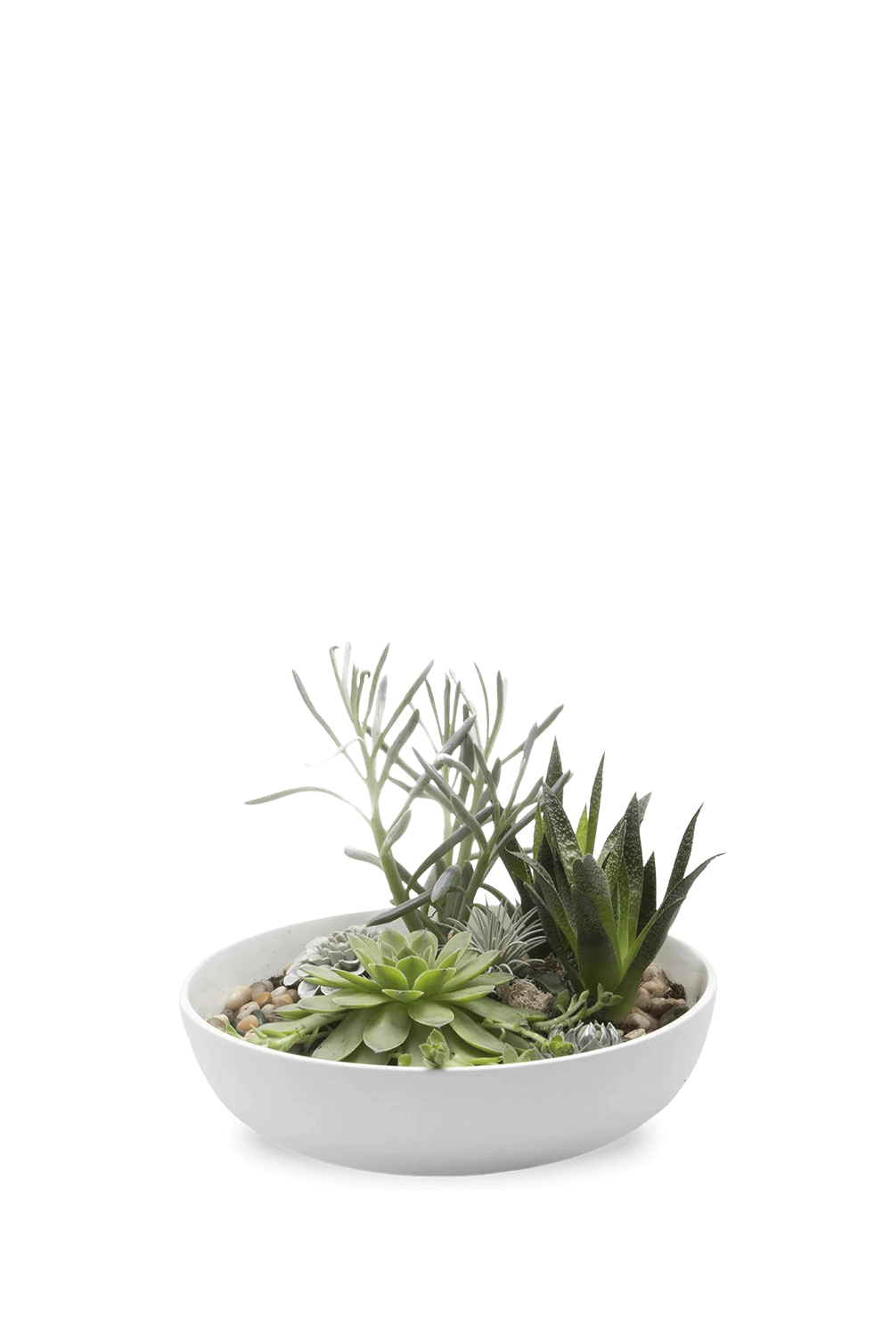 White Porcelain Succulent Dish - Moog - handmade by Chive Studio Toronto