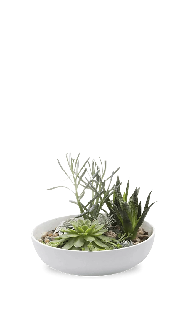 White Porcelain Succulent Dish - Moog - handmade by Chive Studio Toronto