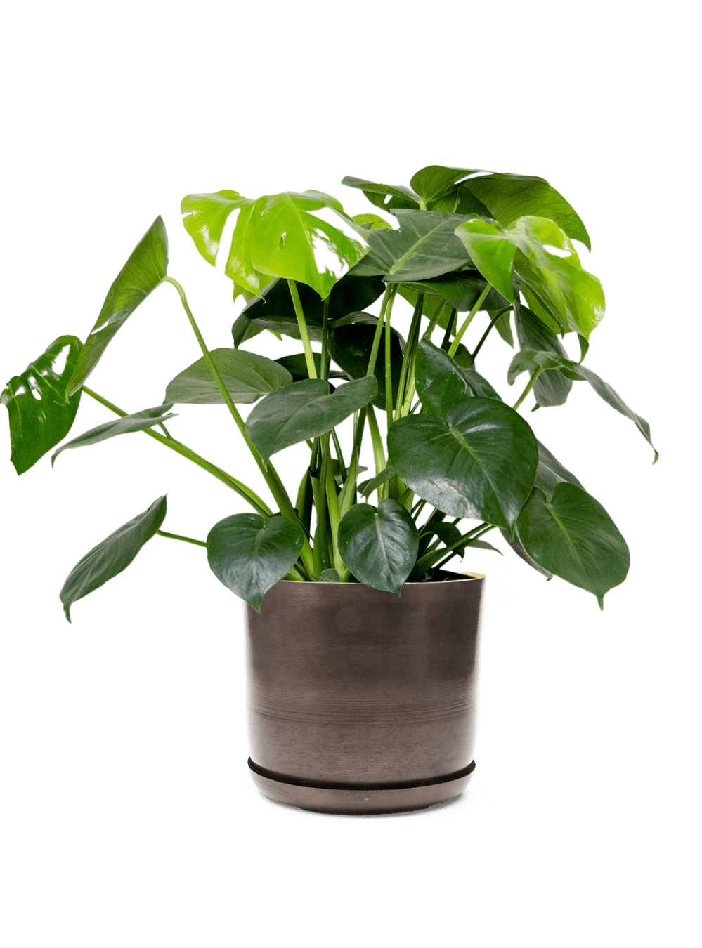 Joe Metal Pot With Drainage Hole | 7, 8, 10 & 12 inches - Chive Ceramics Studio - Pots - Chive Ceramics Studio