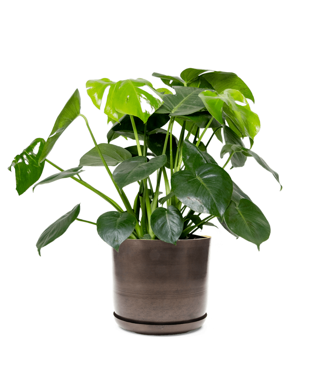 Joe Metal Pot With Drainage Hole | 7, 8, 10 & 12 inches - Chive Ceramics Studio - Pots - Chive Ceramics Studio