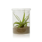 Small Petri Glass Terrarium Jar  