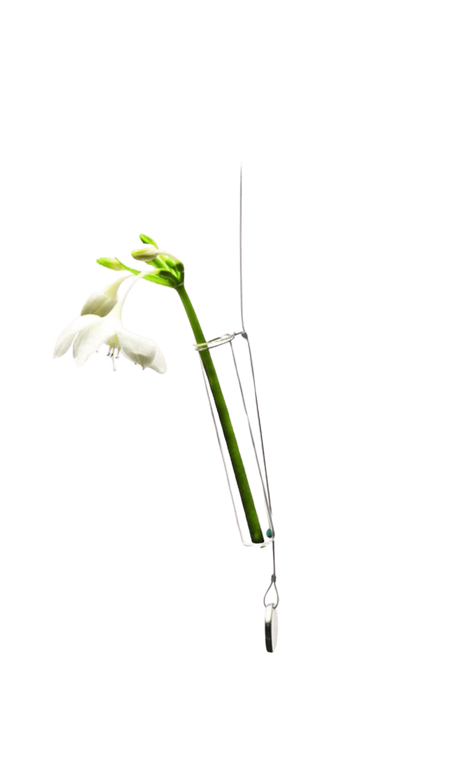 Clear Hanging Glass Modern Flower Vase - Bolbo - handmade by Chive Studio Toronto