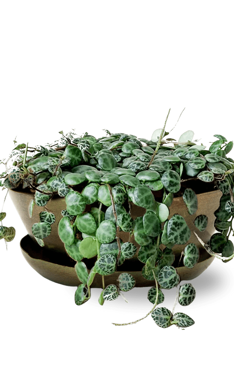 Topper Metal Succulent Dish - Chive Ceramics Studio - Pots - Chive US